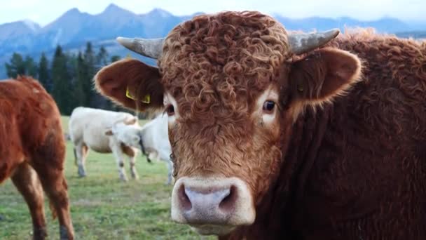 Toro Las Montañas Vista Cerca Felices Vacas Lecheras Alpinas Están — Vídeos de Stock