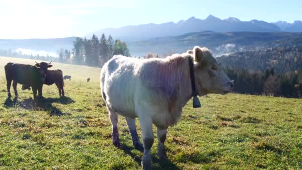 山中的母牛 快乐的高山奶牛在草地上吃草 乡村风景 背景在塔特拉山 丰衣足食 整洁整洁的高山奶牛 公牛和小牛 — 图库视频影像