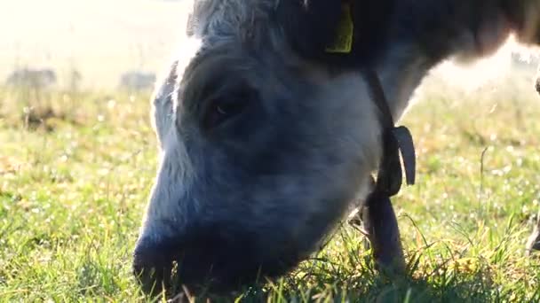 Корова Горах Закрывает Обзор Счастливые Альпийские Молочные Коровы Пасутся Траве — стоковое видео