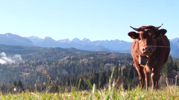 Vaca Las Montañas Felices Vacas Lecheras Alpinas Están Pastando Hierba — Vídeos de Stock