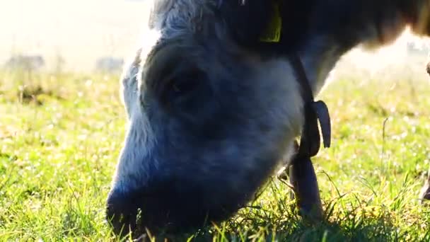 Dağlardaki Inekler Manzarayı Kapatır Mutlu Alp Sütlü Inekler Çimenlerde Otluyor — Stok video