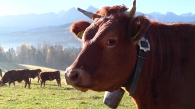 Dağlarda inekler. Mutlu alp sütlü inekler çimenlerde otluyor. Kırsal alan, arka planda Tatra dağları, Polonya, Avrupa. İyi beslenmiş, bakımlı dağ inekleri, boğalar ve buzağılar.. 