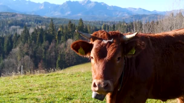 Vaca Nas Montanhas Vacas Leitosas Alpinas Felizes Estão Pastando Grama — Vídeo de Stock