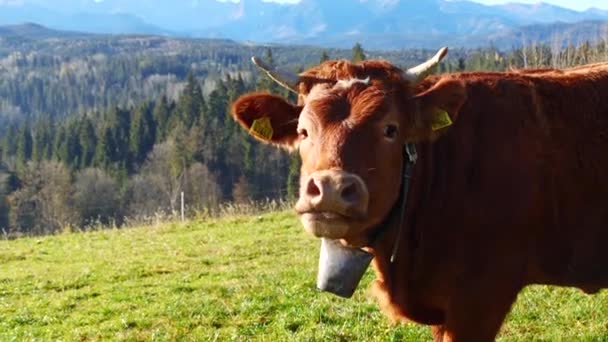 Vacă Munţi Vacile Lăptoase Alpine Fericite Păşesc Iarbă Scena Rurală — Videoclip de stoc