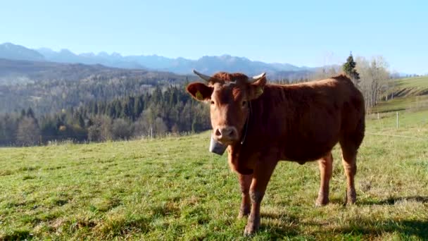 山里的母牛 快乐的高山奶牛在草地上吃草 乡村风景 背景在塔特拉山 丰衣足食 整洁整洁的高山奶牛 公牛和小牛 — 图库视频影像