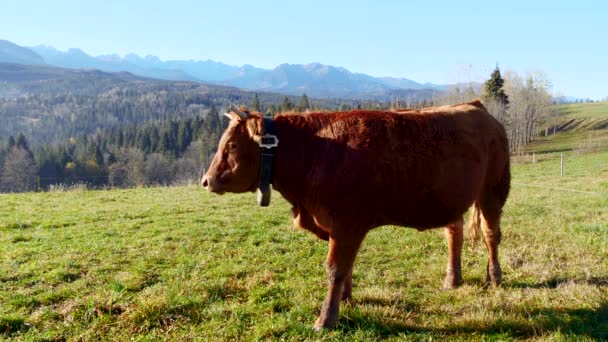 Toro Montagna Buone Mucche Alpine Lattiginose Pascolano Nell Erba Scena — Video Stock