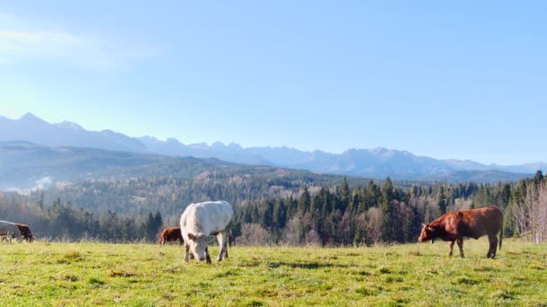 Vaca Las Montañas Felices Vacas Lecheras Alpinas Están Pastando Hierba — Vídeos de Stock