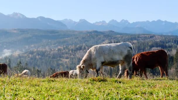 Vaca Las Montañas Felices Vacas Lecheras Alpinas Están Pastando Hierba — Vídeos de Stock