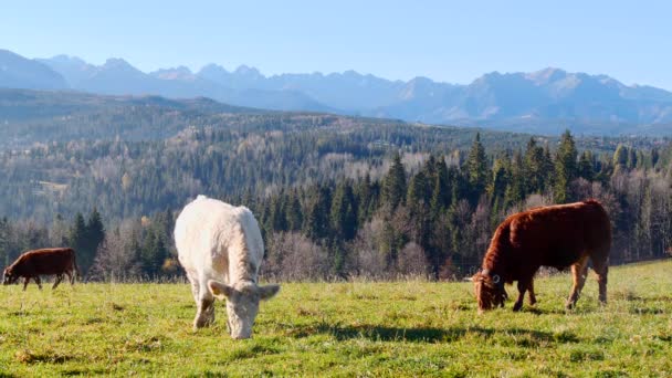 山の中の牛 幸せな高山ミルキー牛の草の中に放牧されます 背景タトラ山脈 ポーランド ヨーロッパの農村部のシーン よく飼われ 手入れの行き届いた高山牛 — ストック動画