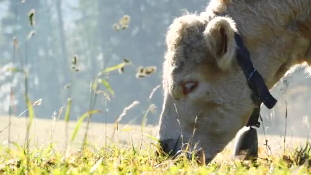 Vaca Nas Montanhas Perto Vacas Leitosas Alpinas Felizes Estão Pastando — Vídeo de Stock