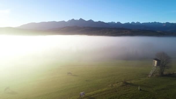 Ορεινό Τοπίο Πρωινή Ομίχλη Εναέρια Θέα Tatra Ψηλά Βουνά Ηλιόλουστο — Αρχείο Βίντεο