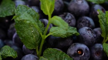 Siyah arka planda dönen yabanmersini. Bir kâse dolusu taze yaban mersinli nane yaprağını yakından izle, üzerine su damlası serp. Detaylı yakın çekim. Çiğ, organik sağlıklı orman meyveleri.