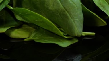 Siyah arka planda dönen taze ıspanak yaprakları. Canlı yeşil bebek ıspanak yaprakları yığını. Sağlıklı yeşil yiyecek.