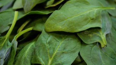 Taze yeşil ıspanak yaprakları dönüyor. Canlı yeşil bebek ıspanak yaprakları yığını. Sağlıklı yeşil yiyecek.