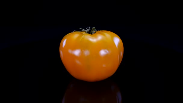 Tomate Jaune Parfaite Tournant Sur Fond Noir Tomate Fraîche Ferme — Video