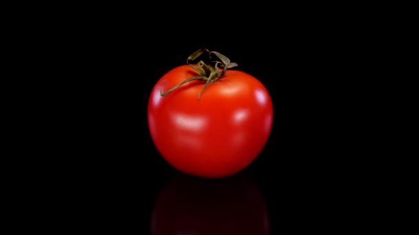 Czerwony Idealny Pomidor Obracający Się Czarnym Tle Świeże Twarde Pomidory — Wideo stockowe
