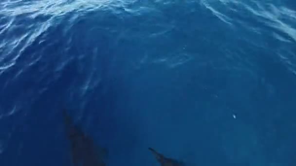 Дельфіни Плавають Дикому Раю Дельфіни Плавають Кришталево Чистій Блакитній Воді — стокове відео