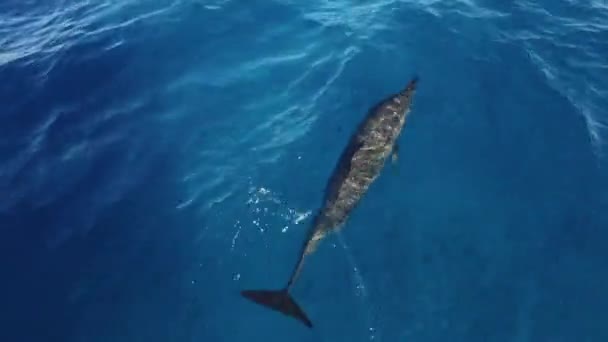 Golfinhos Nadando Paraíso Selvagem Golfinhos Engarrafados Nadando Águas Cristalinas Azuis — Vídeo de Stock