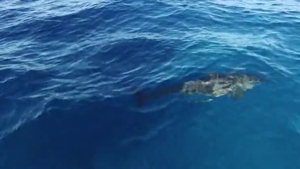 海豚在野外的天堂里游泳 瓶状海豚在印度洋清澈的蓝色海水中游动 海豚在船边游动的空中镜头 — 图库视频影像