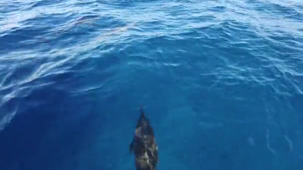 Dolfijnen Zwemmen Het Wilde Paradijs Tuimelaars Zwemmen Kristalhelder Blauw Water — Stockvideo