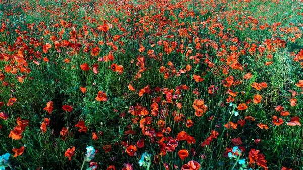 Luftaufnahme Des Mohnblumenfeldes Lebendige Rote Mohnblüten Unendliches Feld Frühling Luftaufnahme — Stockfoto