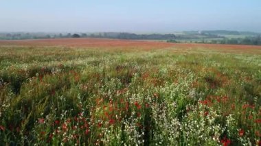 Gelincik çiçek tarlasının havadan görünüşü. Kıpkırmızı gelincik çiçekleri baharda sonsuz tarla. Yazın güneşli bir günde güzel çayırların havadan görünüşü..