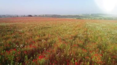 Gelincik çiçek tarlasının havadan görünüşü. Kıpkırmızı gelincik çiçekleri baharda sonsuz tarla. Yazın güneşli bir günde güzel çayırların havadan görünüşü..