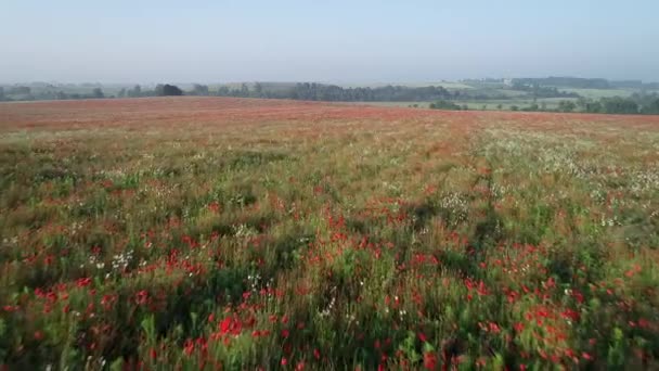 Luftaufnahme Des Mohnblumenfeldes Lebendige Rote Mohnblüten Unendliches Feld Frühling Luftaufnahme — Stockvideo