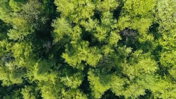 Widok Lotu Ptaka Zielony Las Wiosenne Liście Drzew Zdjęcia Lotnicze — Wideo stockowe