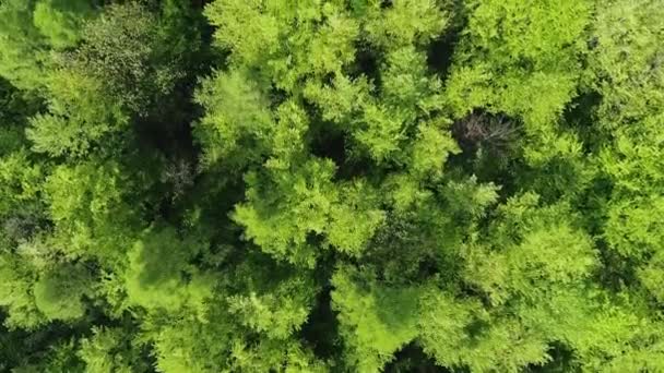 Widok Lotu Ptaka Zielony Las Wiosenne Liście Drzew Zdjęcia Lotnicze — Wideo stockowe