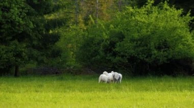Soylu, oyuncu bir grup köpek parkta ya da bahçede çimenlerde birlikte oynuyorlar. Golden Retriever, Tatra Sheepdog, Old English Sheepdog, Border Collie çayırda ya da çayırda birlikte oynuyorlar..