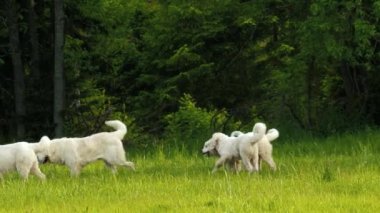 Soylu, oyuncu bir grup köpek parkta ya da bahçede çimenlerde birlikte oynuyorlar. Golden Retriever, Tatra Sheepdog, Old English Sheepdog, Border Collie çayırda ya da çayırda birlikte oynuyorlar..