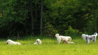 Soylu, oyuncu bir grup köpek parkta ya da bahçede çimenlerde birlikte oynuyorlar. Golden Retriever, Tatra Sheepdog, Old English Sheepdog, Border Collie çayırda ya da çayırda birlikte oynuyorlar..