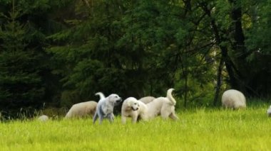 Soylu, oyuncu bir grup köpek parkta ya da bahçede çimenlerde birlikte oynuyorlar. Golden Retriever, Tatra Sheepdog, Old English Sheepdog, Border Collie çayırda ya da çayırda birlikte oynuyorlar..