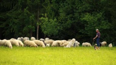 Bir çoban tarafından korunan koyunlar ve dağlarda çoban köpekleri. Tepedeki bir tarlada yün ve süt için yetiştirilen koyunlar. Arka planda yüksek dağlar, Polonya, Avrupa. 