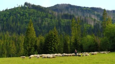 Bir çoban tarafından korunan koyunlar ve dağlarda çoban köpekleri. Tepedeki bir tarlada yün ve süt için yetiştirilen koyunlar. Arka planda yüksek dağlar, Polonya, Avrupa. 