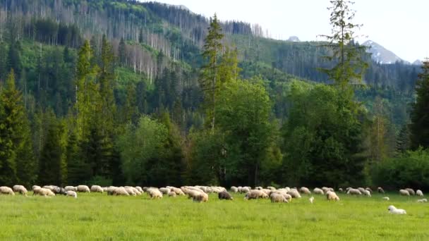 在山上的田里放羊 乡村风景 草地上的山丘 背景高山 在牧羊犬的守护下 快乐的羊被喂养以获取羊毛和牛奶 — 图库视频影像