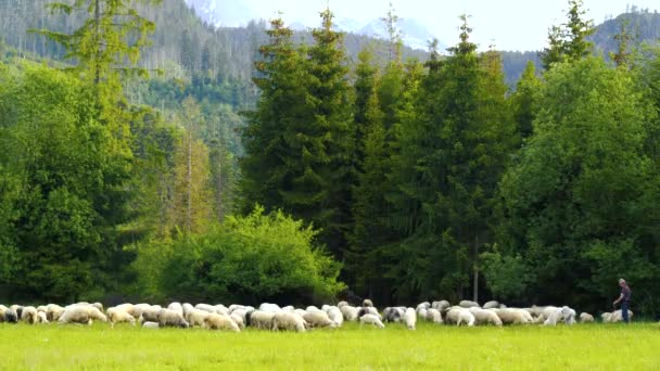 Schafe Bewacht Von Einem Schäfer Und Hütehunden Den Bergen Schafe — Stockvideo