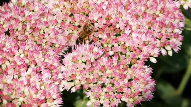 Ciężko Pracująca Pszczoła Miodna Pokryta Pyłkiem Zbierającym Nektar Różowego Kwiatu — Wideo stockowe