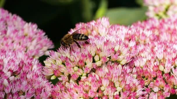 庭のピンクの花から蜜を集める花粉で覆われた勤勉なミツバチは 閉じます 花粉を授粉する花で覆われた蜂のゆっくりとした動きのマクロ映像 — ストック動画