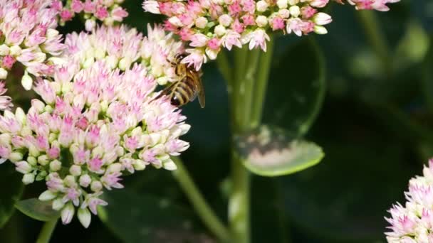 Hårdtarbejdende Honningbi Dækket Med Pollen Indsamle Nektar Fra Lyserød Blomst – Stock-video