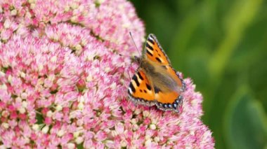 Çiçekteki kelebek. Danaus chrysippus, sade kaplan, Afrika kraliçesi veya Afrika hükümdarı olarak da bilinir. Kelebek bahçedeki pembe çiçekten nektar topluyor, yavaş çekim manzarasını kapatıyor..