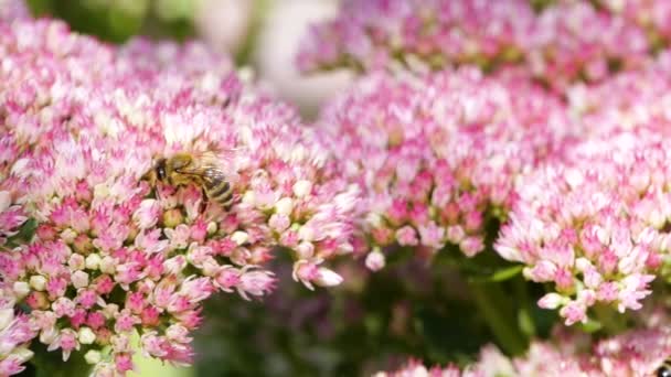 Abeille Miel Laborieuse Couverte Pollen Recueillant Nectar Fleur Rose Dans — Video