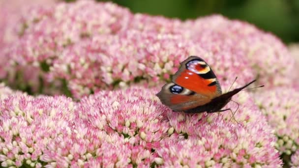 Motyl Przy Kwiatku Peacock Peacock Motyl Zbieranie Nektaru Różowego Kwiatu — Wideo stockowe