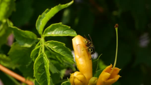 黄色のカップの花を飲み込みます 黄色の花から受粉して蜜を集める — ストック動画