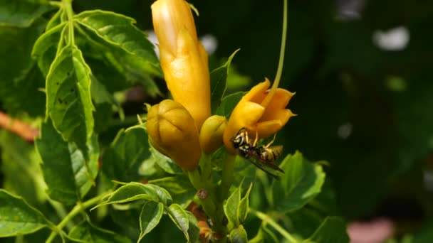 黄色のカップの花を飲み込みます 黄色の花から受粉して蜜を集める — ストック動画