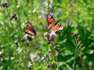 Çayırdaki tavus kuşu kelebeği