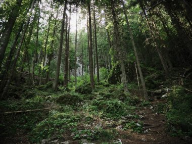 Güzel Slovak doğasının ortasında