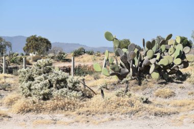 Kaktüs bitkisi ve mavi gökyüzü ve kuru arazisi olan diğer dikenli bitkiler. 25 Kasım 2020