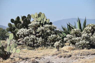 Kaktüs bitkisi ve mavi gökyüzü ve kuru arazisi olan diğer dikenli bitkiler. 25 Kasım 2020